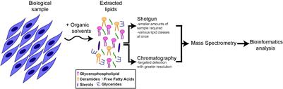 Lipid Mediated Regulation of Adult Stem Cell Behavior